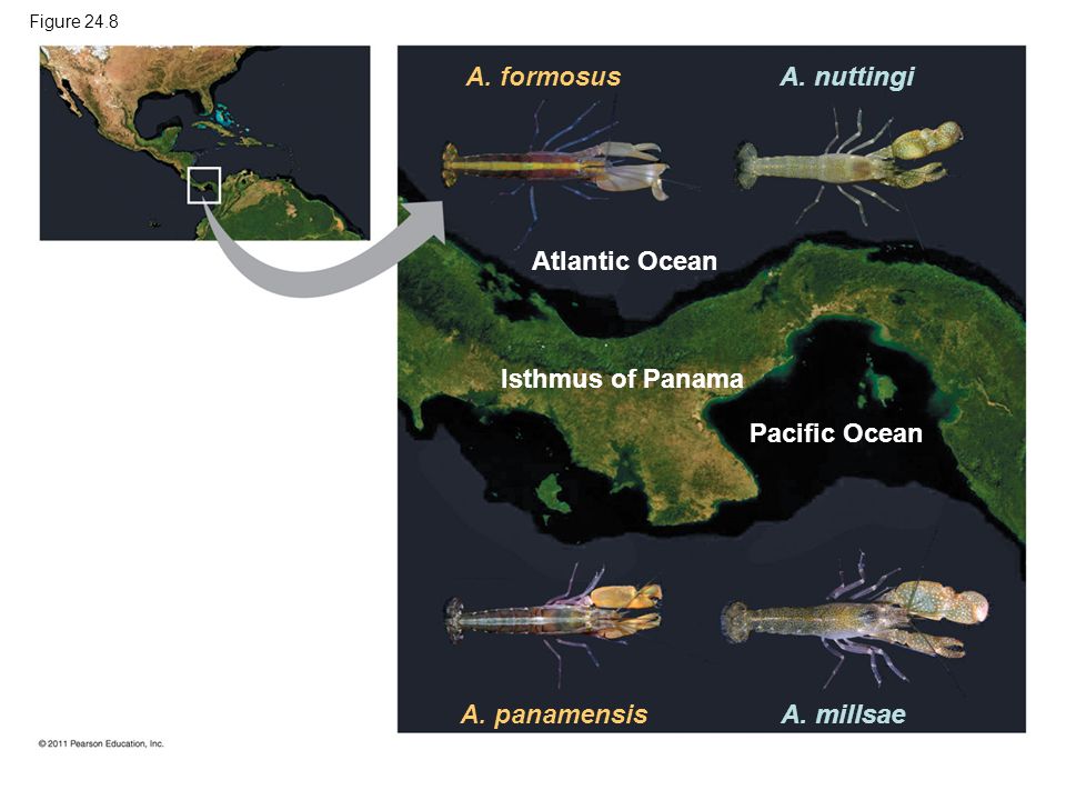 Figure 24.8 A. formosus Atlantic Ocean A. nuttingi Isthmus of Panama Pacific Ocean A.