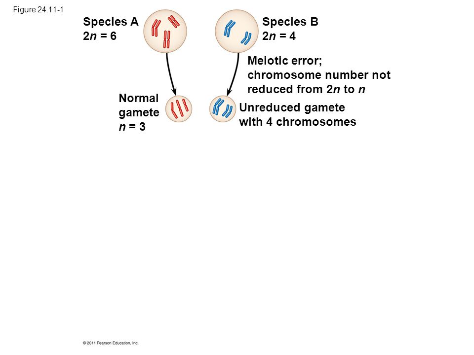 Figure Species A 2n = 6 Species B 2n = 4 Normal gamete n = 3 Meiotic error; chromosome number not reduced from 2n to n Unreduced gamete with 4 chromosomes