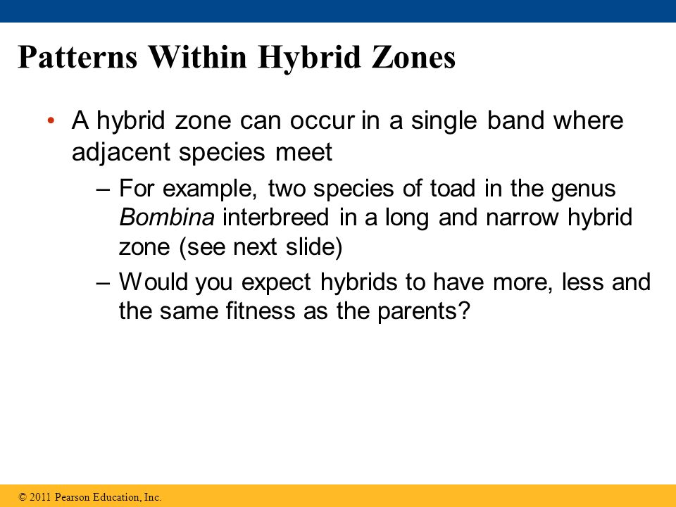 Patterns Within Hybrid Zones A hybrid zone can occur in a single band where adjacent species meet –For example, two species of toad in the genus Bombina interbreed in a long and narrow hybrid zone (see next slide) –Would you expect hybrids to have more, less and the same fitness as the parents.