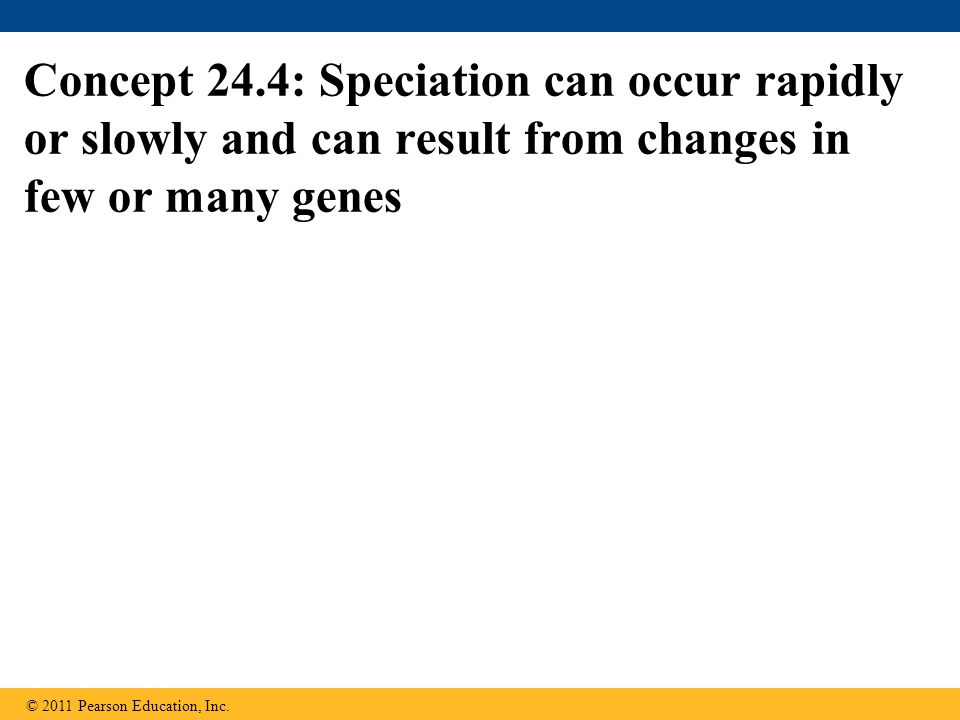 Concept 24.4: Speciation can occur rapidly or slowly and can result from changes in few or many genes © 2011 Pearson Education, Inc.