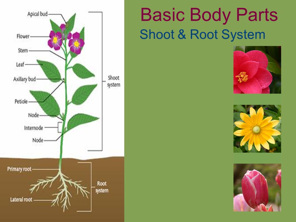 Plant body Parts terminology. Roots System Ltd. Kingdom.