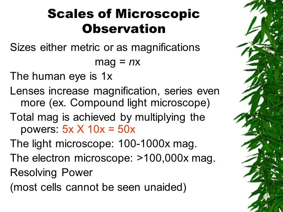 Scales of Microscopic Observation Sizes either metric or as magnifications mag = nx The human eye is 1x Lenses increase magnification, series even more (ex.