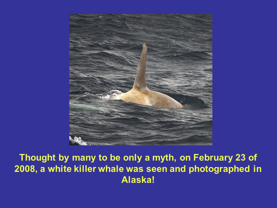 Thought by many to be only a myth, on February 23 of 2008, a white killer whale was seen and photographed in Alaska!