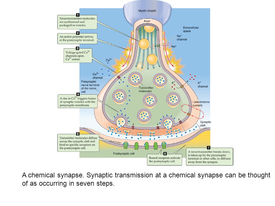 "Synaptic transmission in the Neuromuscular junction 1.- Anatomy and f...