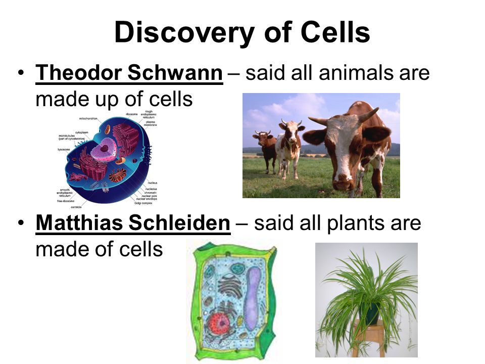Unit 4. Discovery of Cells Anton van Leeuwenhoek : Made improvements to the  simple microscope in 1648 –Saw microscopic critters in pond water ppt  download
