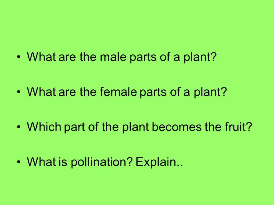 What are the male parts of a plant. What are the female parts of a plant.