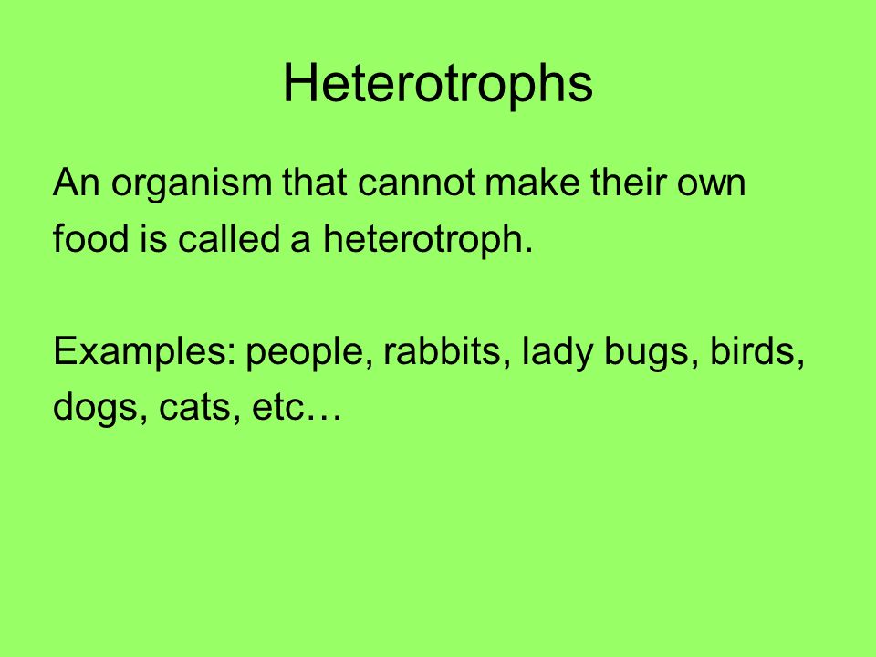 Heterotrophs An organism that cannot make their own food is called a heterotroph.