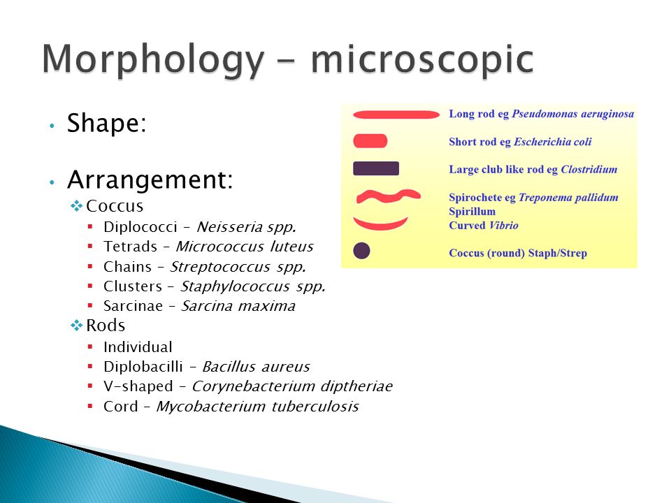 Bacterial Structure Normal Human Flora Kingdoms Monera Prokaryotes Unpaired Chromosomes No Nucleus Eubacteria Protist Eukaryotes Paired Ppt Download