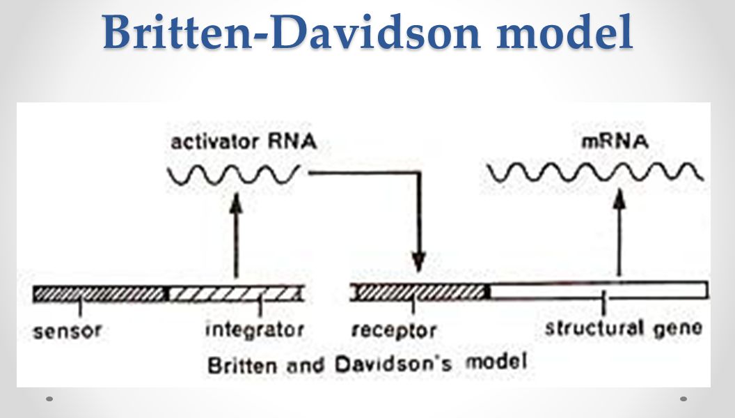 britten davidson model of gene regulation ppt