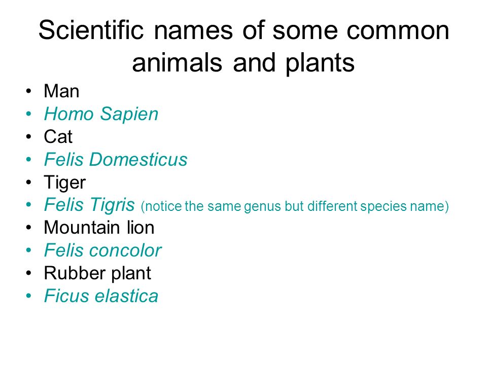 Biology Classification. Classification is… The arrangement of organisms  into groups or sets on the basis of their similarities and differences.  Classification. - ppt download