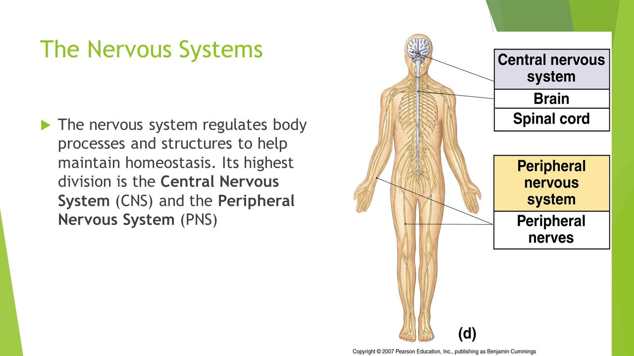 nervous system and homeostasis