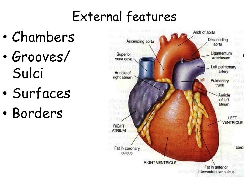 sulcus terminalis heart