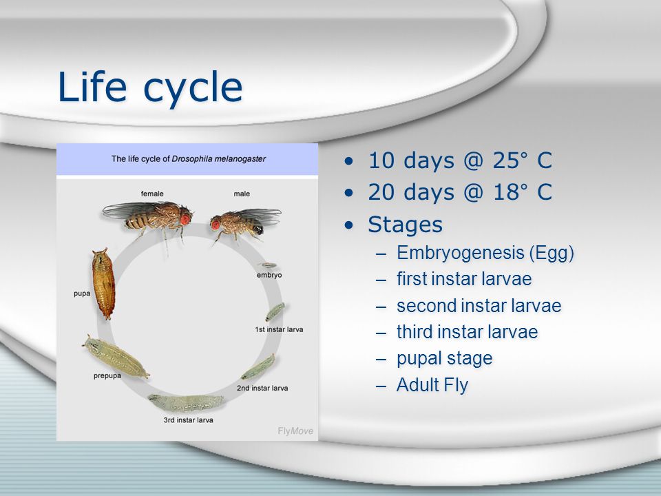 Life cycle 10 25° C 20 18° C Stages –Embryogenesis (Egg) –first instar larvae –second instar larvae –third instar larvae –pupal stage –Adult Fly