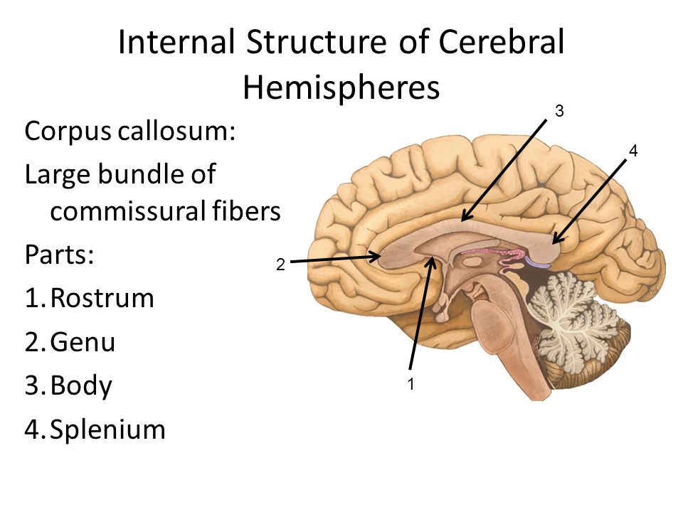 Internal open. Corpus callosum Fibers. Genu of Corpus callosum Brain Parts. Commissural Fibers.