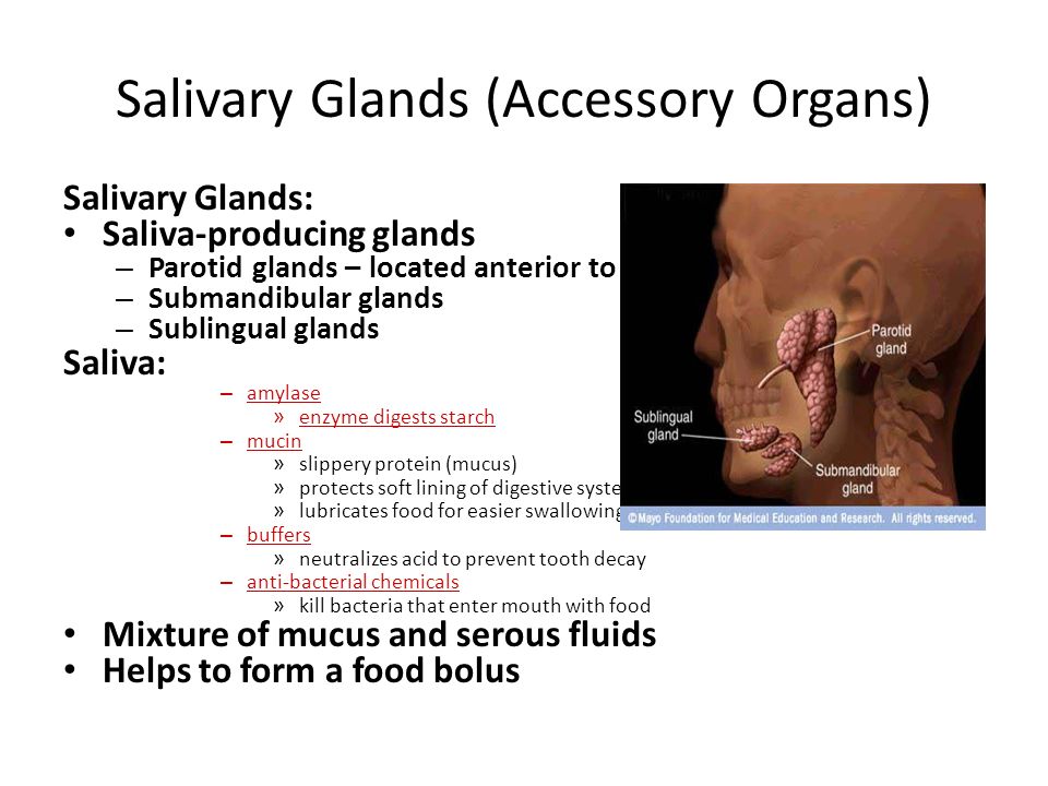 Nutrition Process by which organisms obtain and utilize their food ...