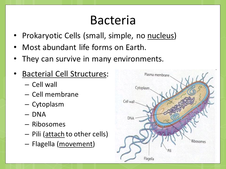 Germs перевод. Bacteria Nucleus. Простейшие Nucleus микробиология. Bacterial Cell Wall. Bacterial virus Filter membrane.