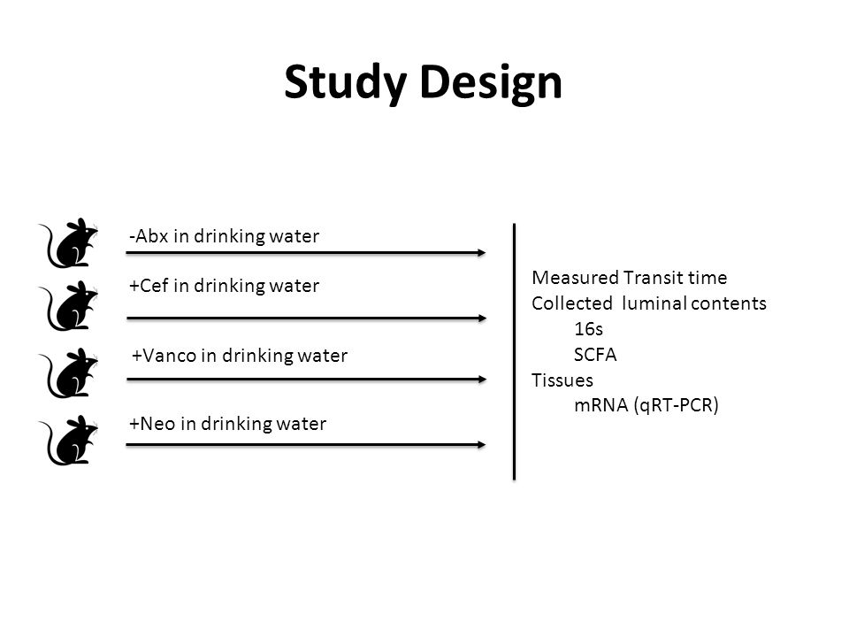 Study Design Measured Transit time Collected luminal contents 16s SCFA Tissues mRNA (qRT-PCR) -Abx in drinking water +Cef in drinking water +Vanco in drinking water +Neo in drinking water
