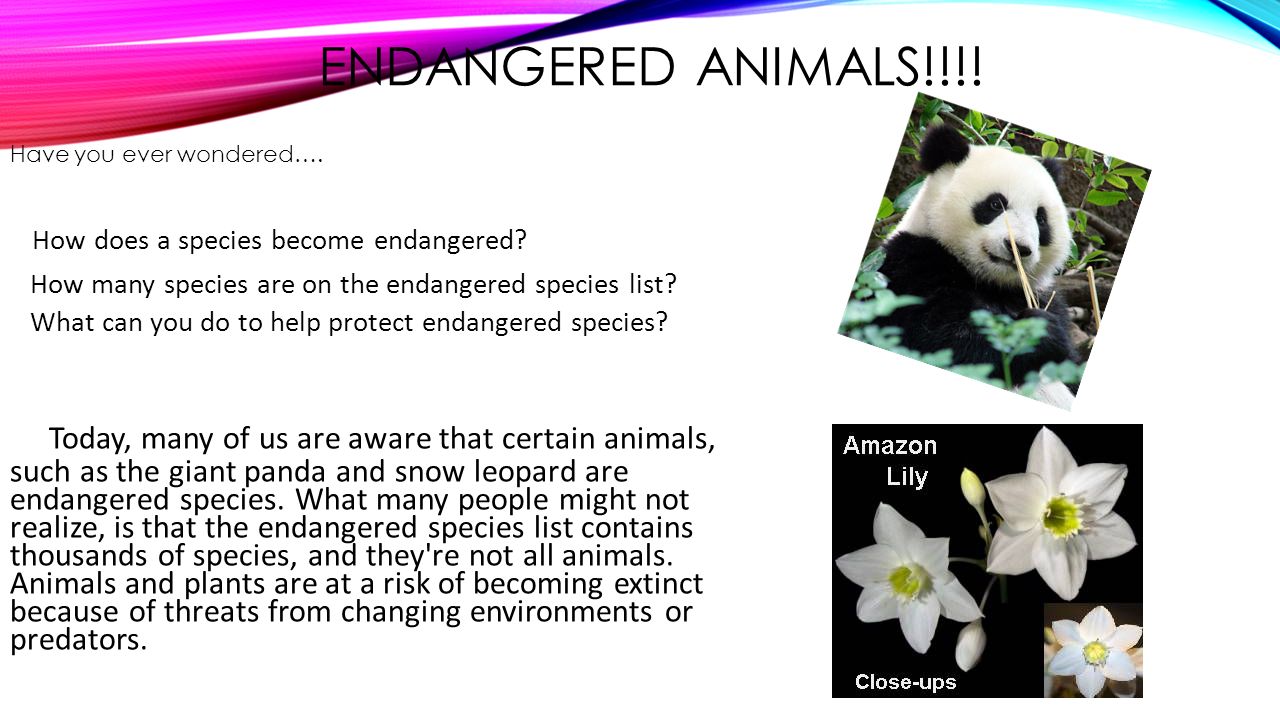 ENDANGERED SPECIES NEED OUR HELP!!!. ENDANGERED ANIMALS!!!! Have you ever  wondered…. How does a species become endangered? How many species are on  the. - ppt download