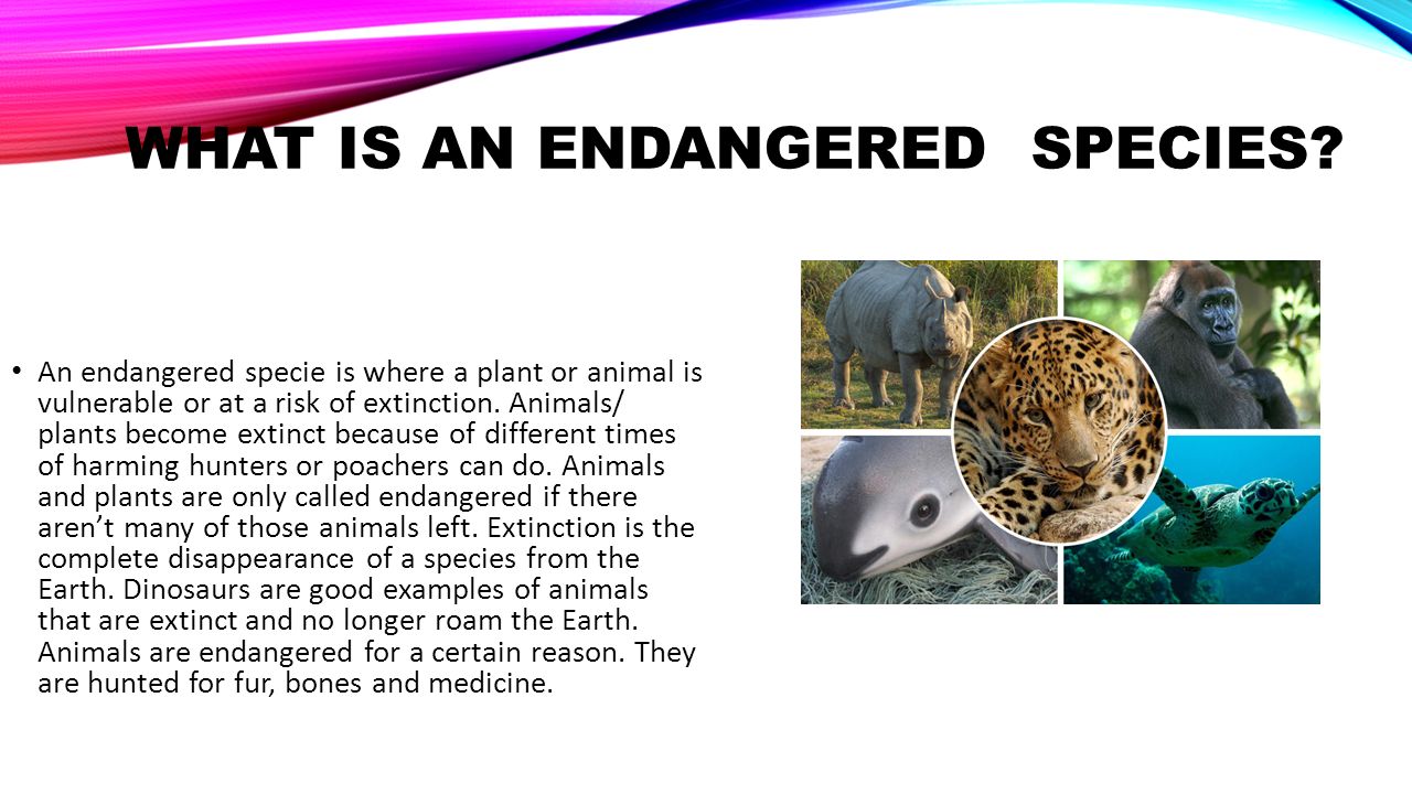 ENDANGERED SPECIES NEED OUR HELP!!!. ENDANGERED ANIMALS!!!! Have you ever  wondered…. How does a species become endangered? How many species are on  the. - ppt download