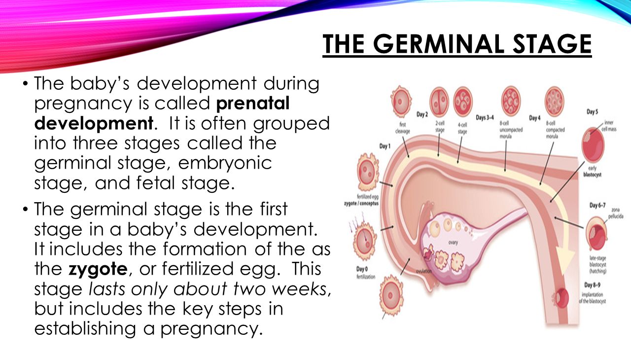 Chapter 4 Prenatal Development Section 1 The Developing Baby Ppt Download