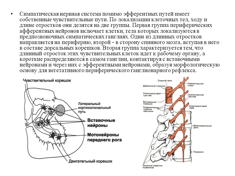 Нервные узлы и нервные стволы