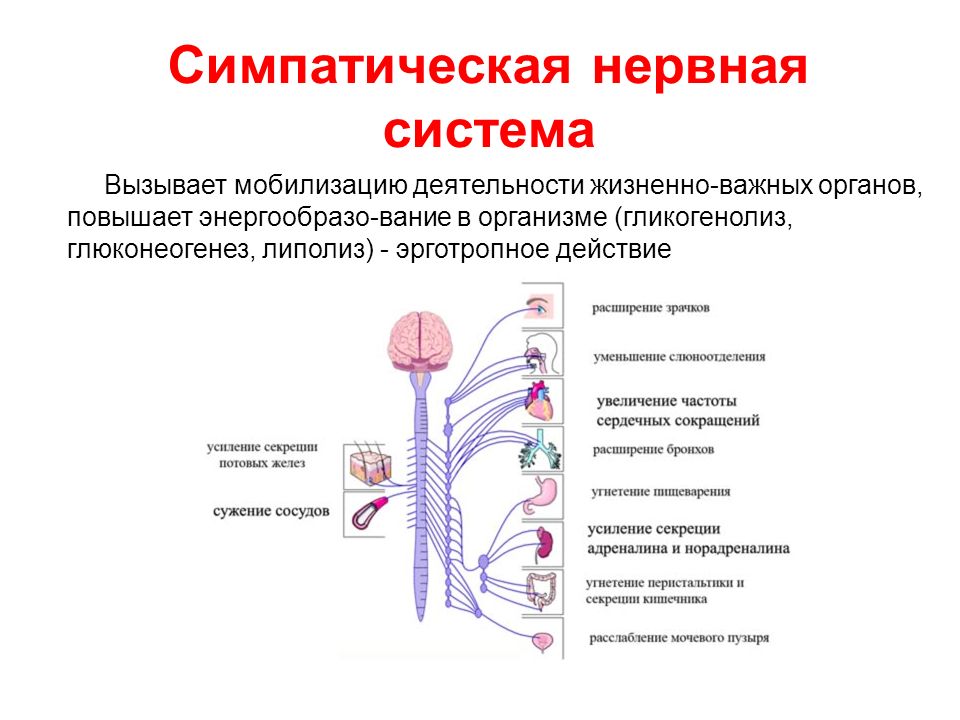 Сужение сосудов нервная система. Симпатический отдел нервной системы функции.