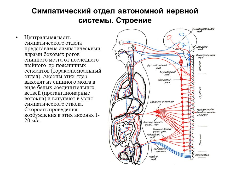 Работа сердца какой отдел нервной системы. Схема строения парасимпатической части вегетативной нервной системы. Центры вегетативной нервной системы симпатическая нервная система. Строение симпатической части вегетативной нервной системы кратко. Строение симпатического отдела вегетативной нервной системы схема.