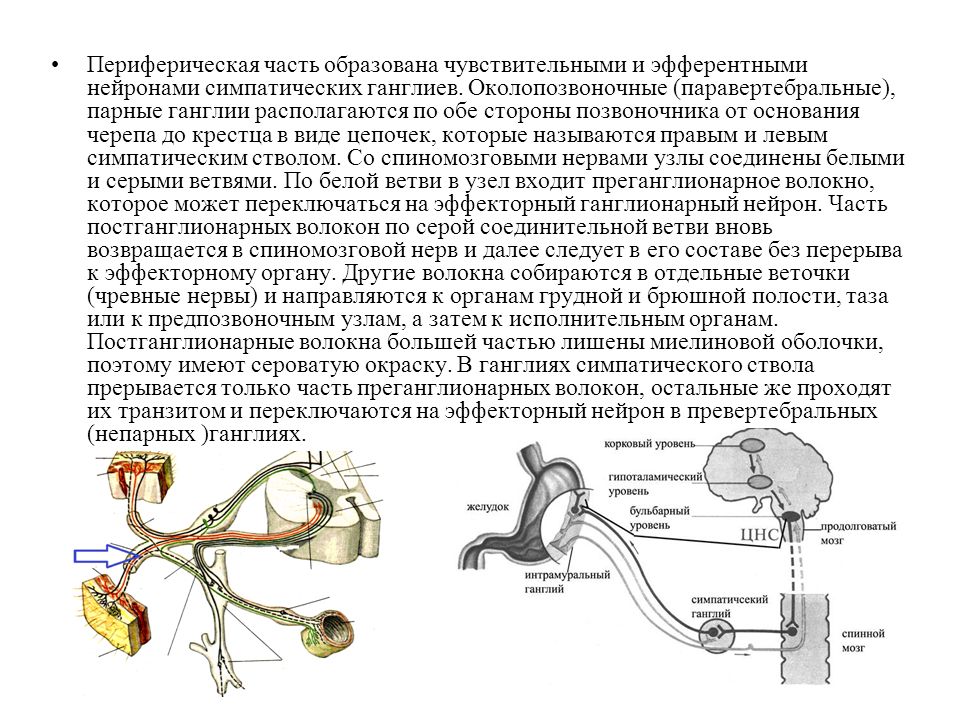 Ганглии вегетативной нервной. Нейроны симпатических ганглиев. Нейроны периферической нервной системы. Тела эфферентных нейронов располагаются. Периферические нервные узлы.