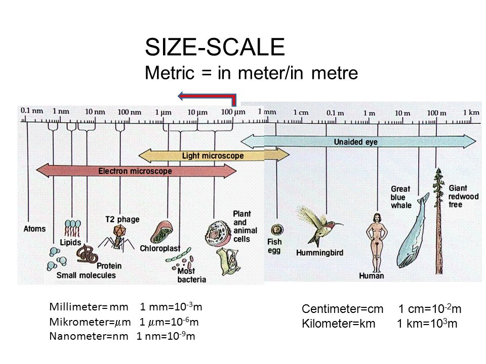 Chemical introduction Katalin Kiss. SIZE-SCALE Metric = in meter/in metre  Millimeter= mm 1 mm=10 -3 m Mikrometer=  m 1  m=10 -6 m Nanometer=nm 1  nm= ppt download