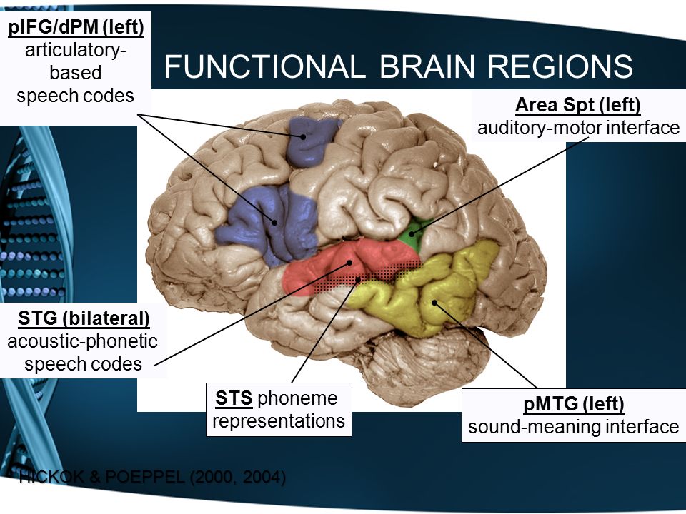 FUNCTIONAL BRAIN REGIONS STG (bilateral) acoustic-phonetic speech codes pMTG (left) sound-meaning interface Area Spt (left) auditory-motor interface pIFG/dPM (left) articulatory- based speech codes HICKOK & POEPPEL (2000, 2004) STS phoneme representations