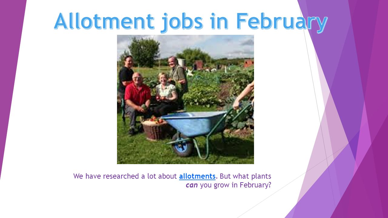 We have researched a lot about allotments. But what plants can you grow in February allotments
