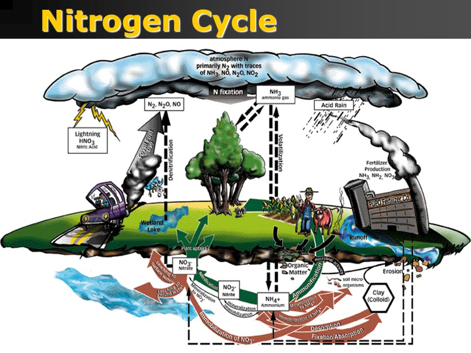 The Nitrogen Cycle cont.