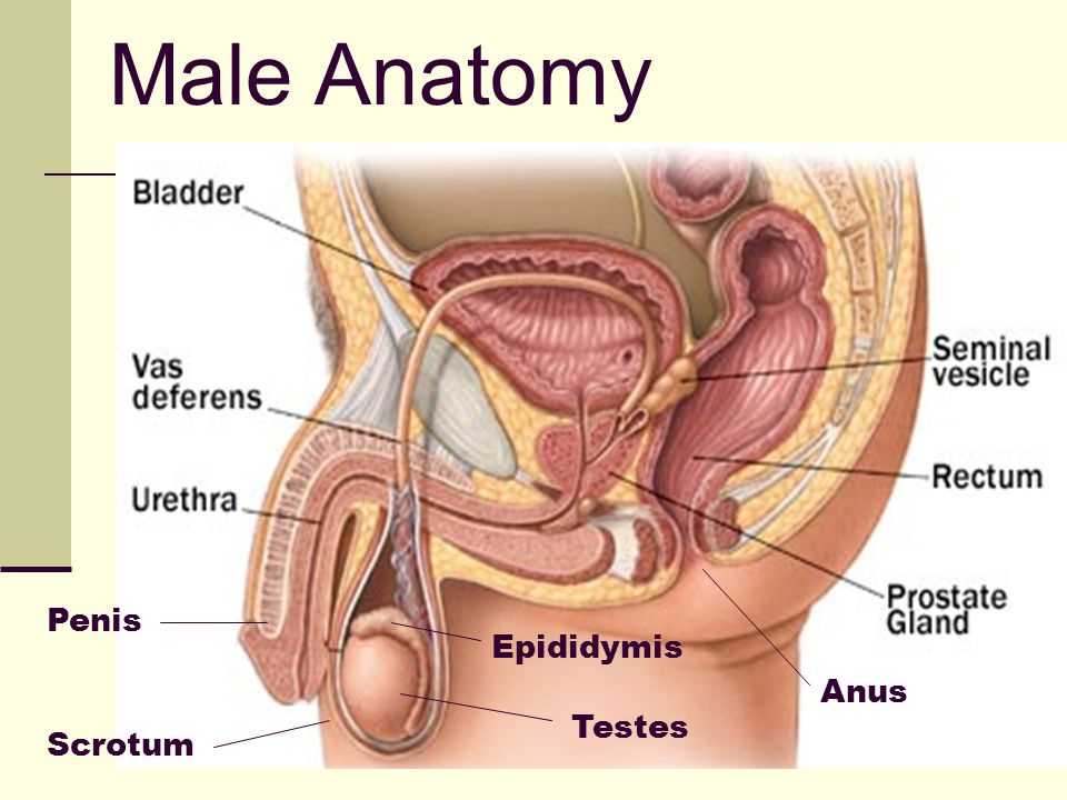 scrotum and anus Webcam sex show paypal hd