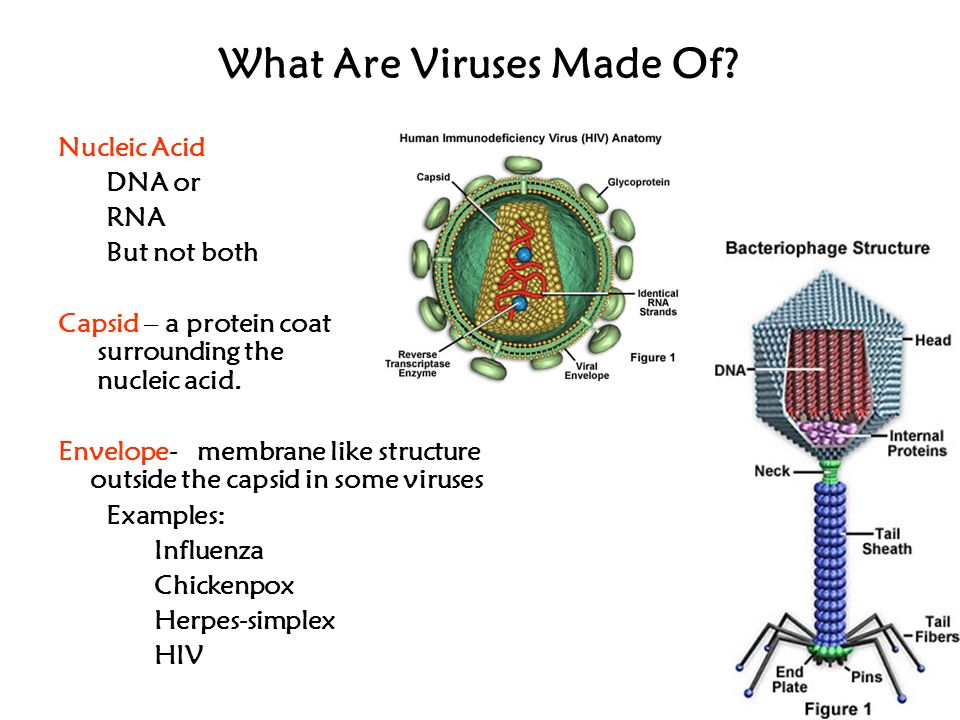 What Are Viruses Made Of. 