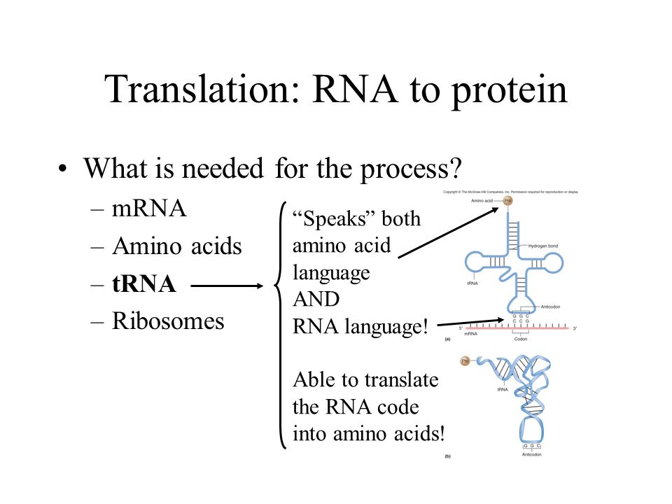 Рнк перевод. Translation DNA RNA. Translation Protein. RNA translation presentation. Translation Biology.