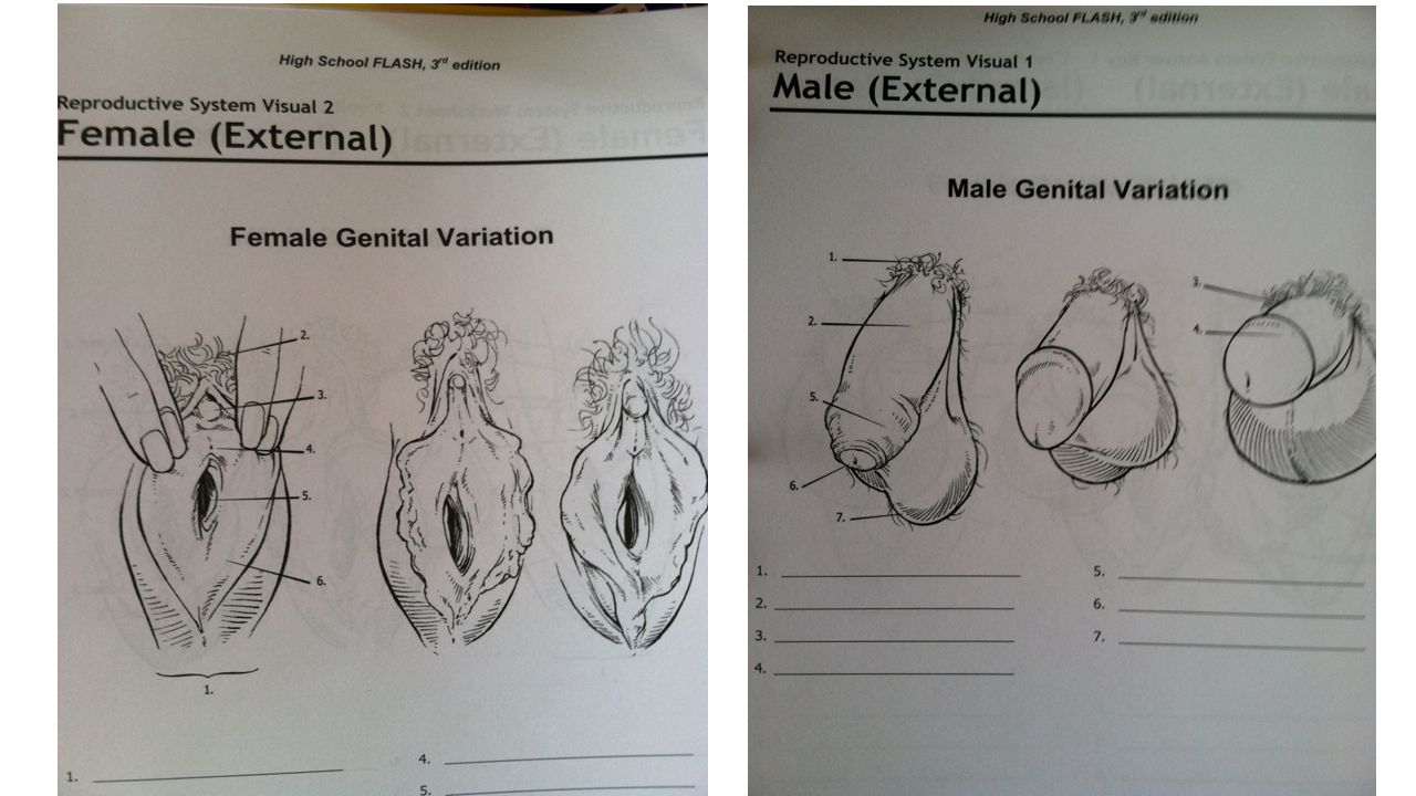 F.L.A.S.H. Family Life and Sexual Health at the K 4 level it s