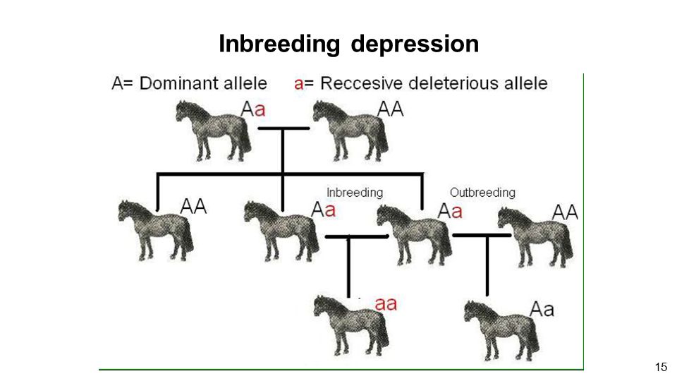 1 CfE Higher Biology (a,b,c) Plant and animal breeding. - ppt download