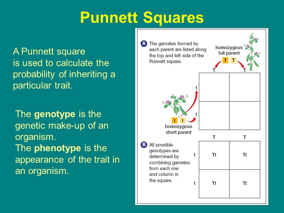 Punnett Squares A Punnett square is used to calculate the probability of in...