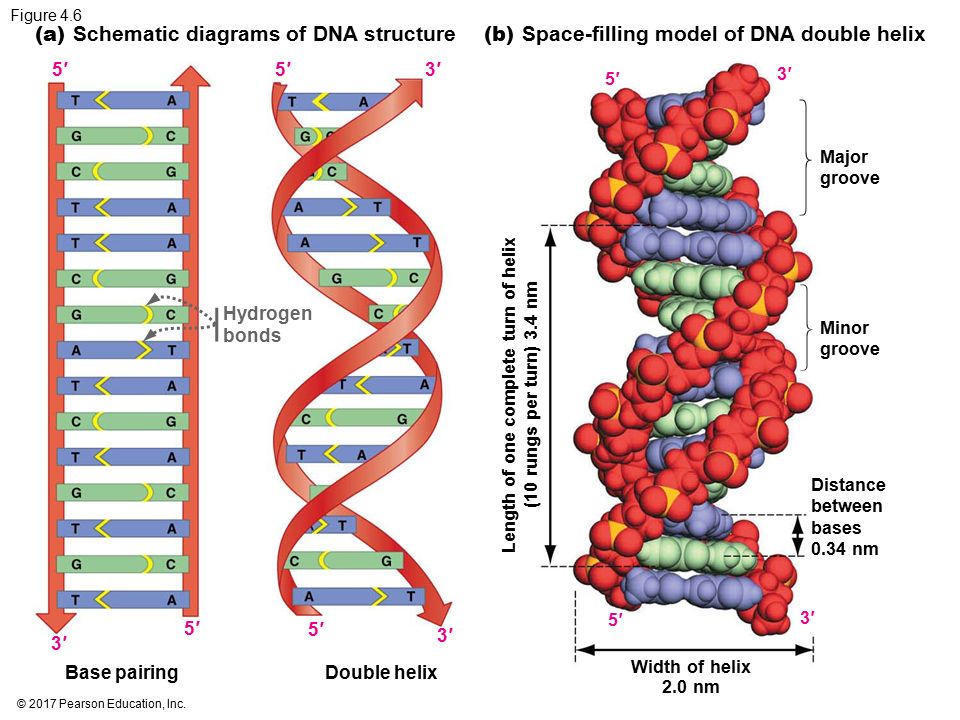 Днк 04.03 2024. DNA Double Helix. Major Minor Grooves of DNA. Minor and Major Groove. Minor and Major Groove in DNA.