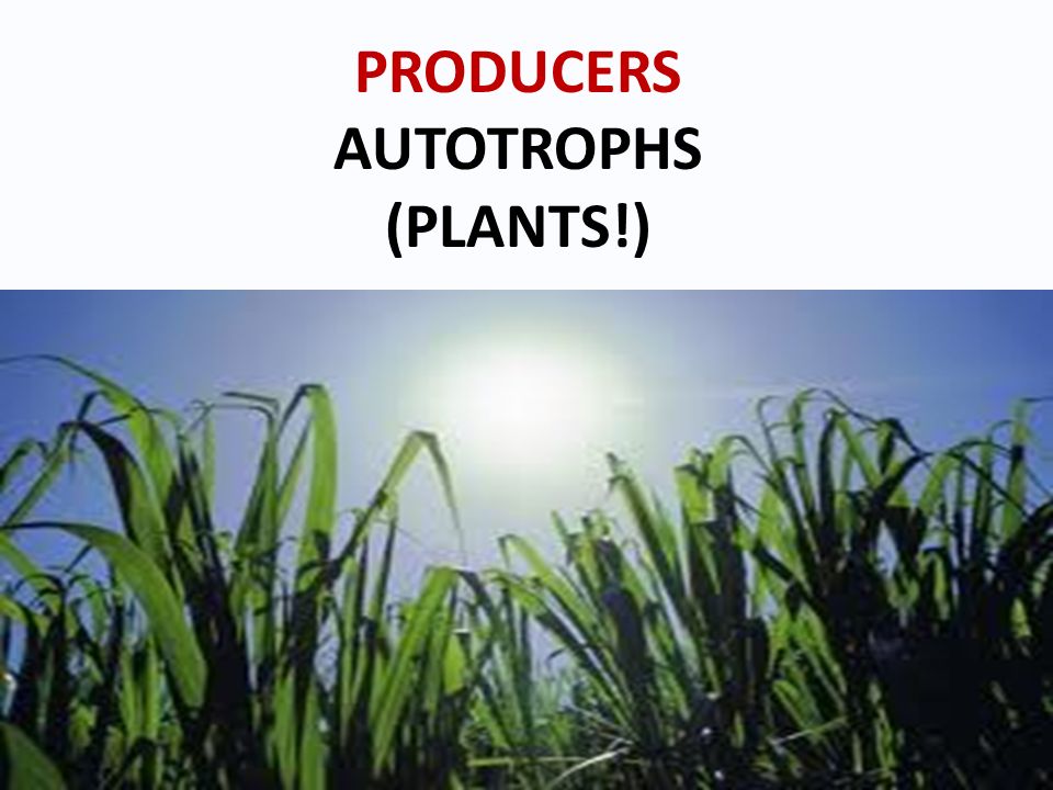 PRODUCERS AUTOTROPHS (PLANTS!)