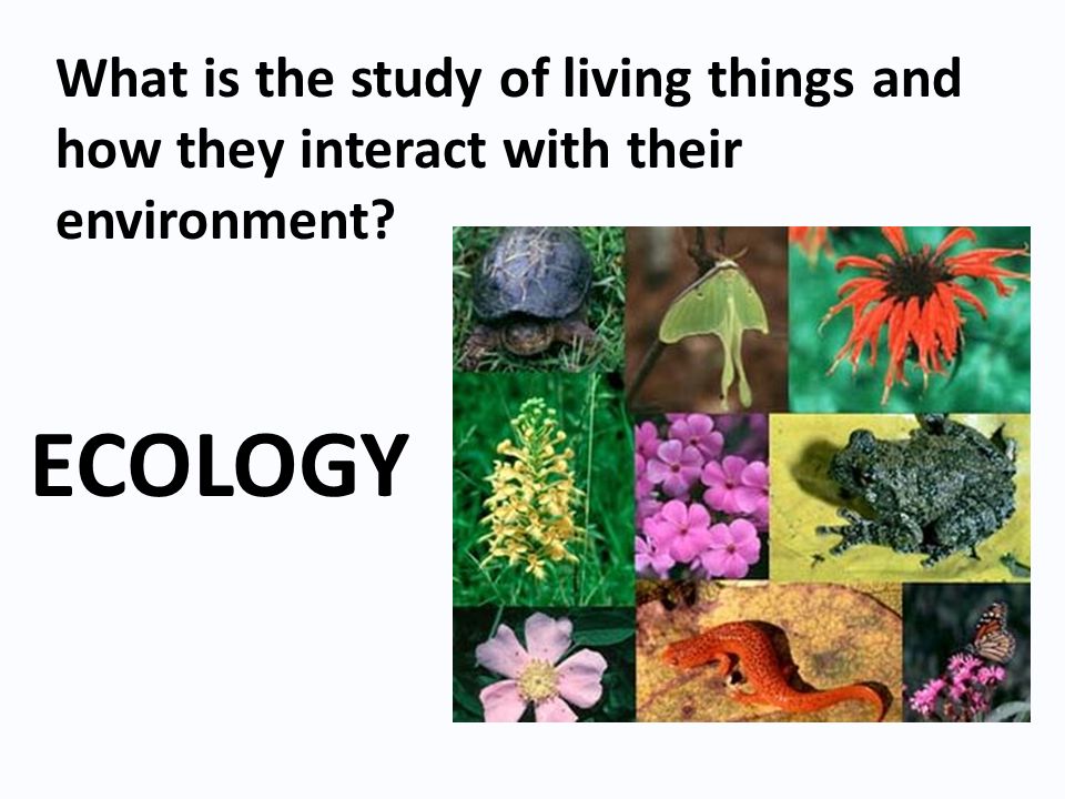 ECOLOGY What is the study of living things and how they interact with their environment