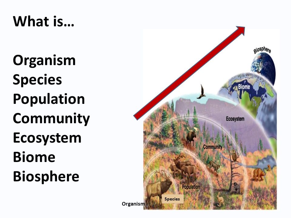What is… Organism Species Population Community Ecosystem Biome Biosphere Species Organism
