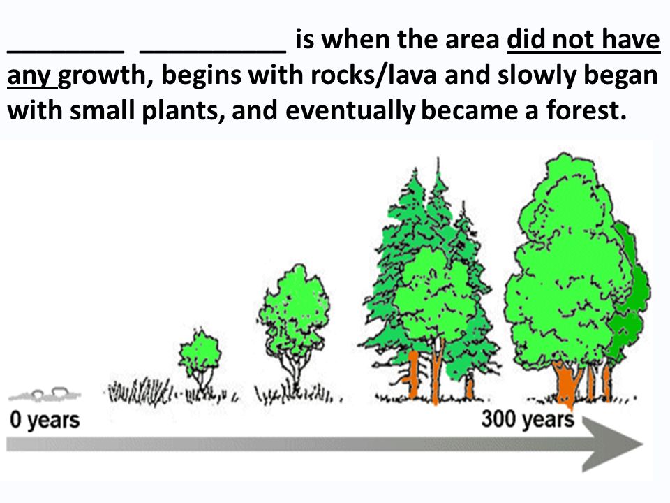 ________ __________ is when the area did not have any growth, begins with rocks/lava and slowly began with small plants, and eventually became a forest.