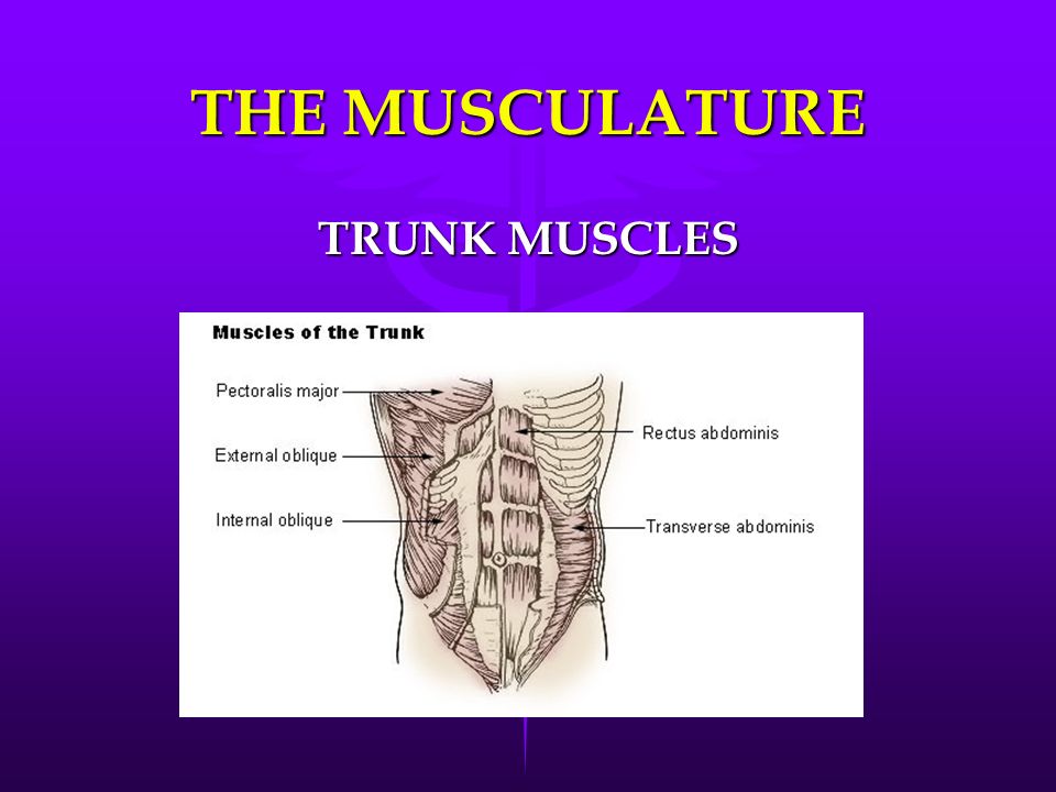 THE MUSCULATURE TRUNK MUSCLES