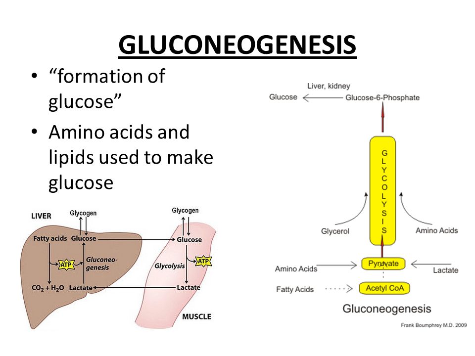 GLUCONEOGENESIS formation of glucose Amino acids and lipids used to make gl...