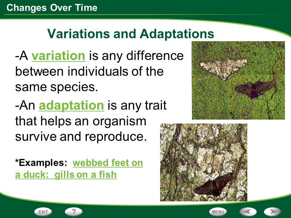 Changes Over Time Variations and Adaptations -A variation is any difference between individuals of the same species.