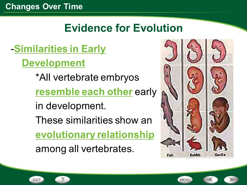 Changes Over Time Evidence for Evolution -Similarities in Early Development *All vertebrate embryos resemble each other early in development.