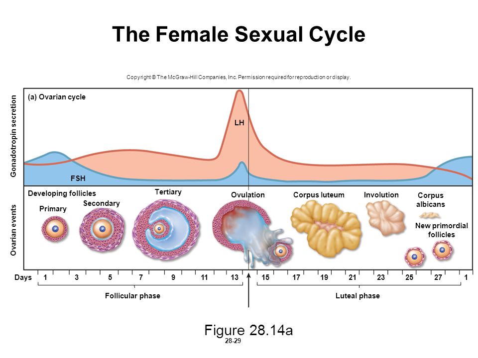 Фолликул фаза. Фолликулярная овуляция лютеиновая фазы. 2 Фаза менструационного цикла это лютеиновая фаза. Фазы менструационного цикла лютеиновая фаза. Длительность лютеиновой фазы менструационного цикла.
