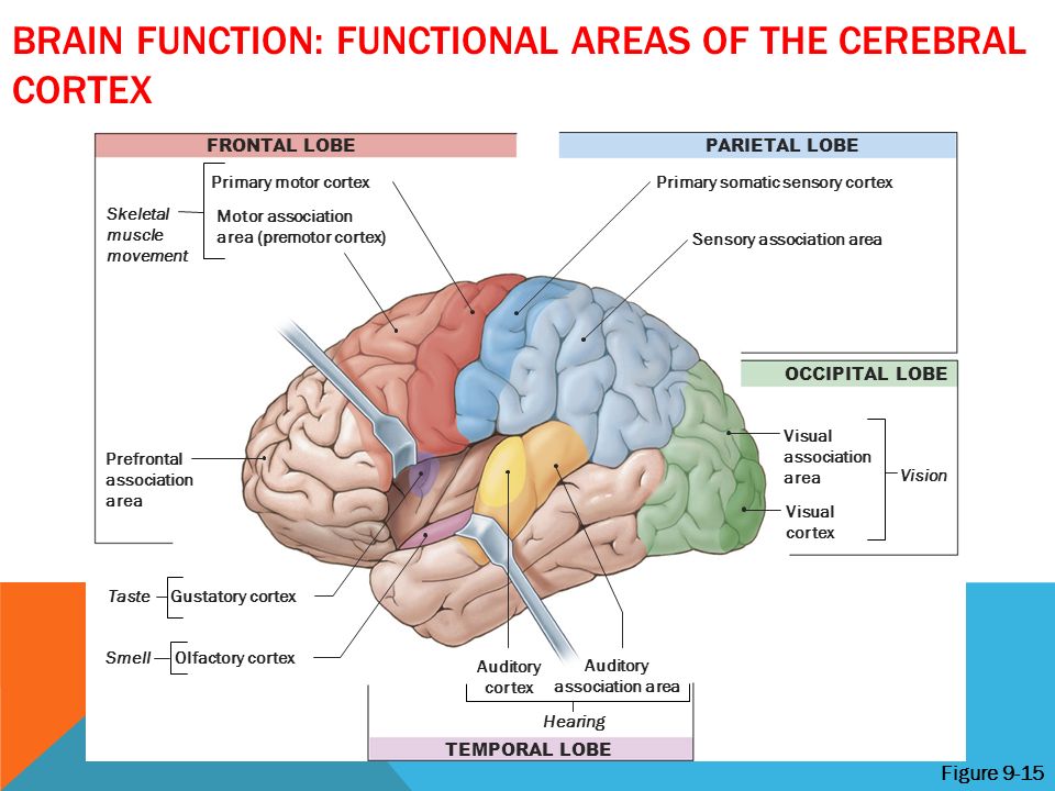 Brain capabilities. Brain functions. Нейропсихология мозг. Areas of the cerebral Cortex. Function of Human.