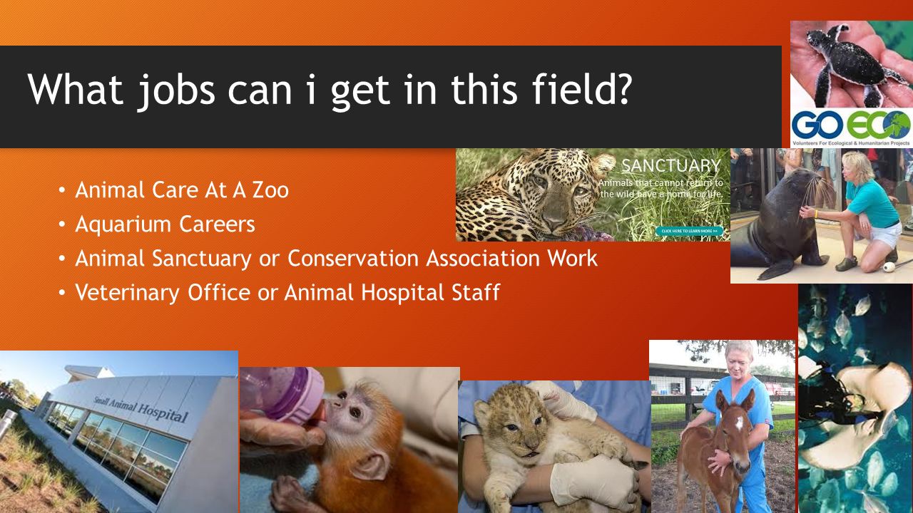 Animal Husbandry The management and care of farm animals by humans for  profit, in which genetic qualities and behavior. - ppt download